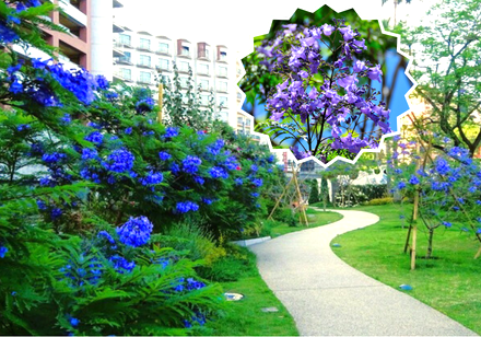 <Web割対象商品>【キングツアーバス旅】初夏の紫の絶景!世界三大花木ジャカランダと来福・縁起のパワースポット來宮神社 早川漁港で名物海鮮丼 〔吉祥寺・新宿発〕1